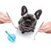 犬の歯石取りに必要な道具は？歯石予防や病院を受診する目安も紹介