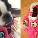 犬にしか聞こえない超音波のおもちゃ「HEARDOGGY」（まとめ）