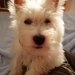子犬のおやつはいつからあげるべき？あたえ方や選び方まとめ