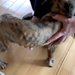 処分直前だった『骨が浮き出たガリガリ犬』を保護→愛情を与え続けた結果…『素敵すぎる光景』が46万再生「わんこも人も同じ」「長生きして」