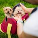 犬のお散歩バッグにおすすめのブランド5選！おしゃれで機能的な商品は？