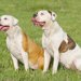 アメリカンブルドッグとは？性格や飼い方、かかりやすい病気を解説