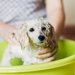 子犬のシャンプー方法！始める時期やおすすめ商品について