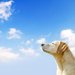 ラブラドールレトリバーの値段について　子犬の価格と相場の違い