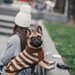 犬の冬服オススメの人気ランキングTOP6！その種類と選び方