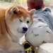 赤ちゃんにヒップアタックされる柴犬→我慢し続けたら…限界を迎えてしまった結末が54万再生「おしくらまんじゅう」「全てが愛おしい」と絶賛