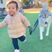 2歳の女の子が『大型犬のリードを持った』結果→そのまま転んでしまい…まさかの『優しすぎる対応』が16万再生「みんな可愛い」「理想の家族」