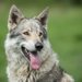狼みたいな犬７種類！ウルフドッグと呼ばれる犬種の性格や特徴を紹介
