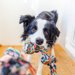 犬のおもちゃの上手な選び方や与える際の注意点【手作りもOK！】