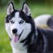 シベリアンハスキーの性格や特徴、子犬の値段や飼い方まで