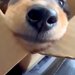 子犬を飼った当日→帰りの車で『ダンボールの中』から覗いてきて…とんでもなく尊い『表情』が68万再生「なんて純粋な目」「アングルが最強」