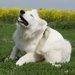 犬にノミが寄生した時の症状とは？関連する病気や治し方を知ろう