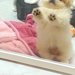 『閉じ込められた！』と訴える赤ちゃん犬→すぐ横を見ると…まさかの光景に8万いいね集まる「教えてあげたいｗ」「もうおしまいです…って顔ｗ」