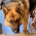 誰もが『もう人間とは暮らせない、処分になる』と思っていた犬…信じられない『絶望から変化をとげた姿』に涙腺崩壊「幸せに」「号泣」と感動の声