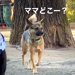 ドッグランでママとはぐれた元保護犬→必死に探し回って…見つけた時の『愛おしい反応』が17万再生「だから犬はたまらん」「可愛すぎて泣く」