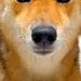 ハロウィン用に買った『カチューシャ』を犬に装着してみた結果→似合いすぎている光景と『まさかの表情』に爆笑「完璧ｗ」「ちゃんと悪い顔で草」