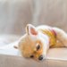 犬の膵炎の初期～末期症状や治療法、予防する方法まで