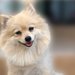ポメラニアン特有の「ポメハゲ」の 症状と対策について