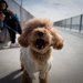 犬のマウンティングをやめさせたい！ 