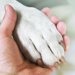 犬の爪が折れてしまった時の応急処置