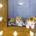 犬のお留守番中に電気（明かり）を付けていたほうがいいの？