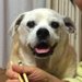 愛犬が寝たきりに！私の介護体験談