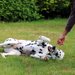 犬の芸の教え方！バーンやバイバイなどを教えるコツを解説