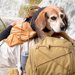 渓流釣りをしていた男性２人が迷子犬を発見→３時間、担いで歩いたら…『思わず涙する光景』が233万再生「素敵な人」「感動した」と称賛続々