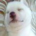 山にいたおじいちゃんが、偶然『片足のない赤ちゃん犬』と出会った結果→思わず涙する『素敵な物語』に感動続々「泣いてもた」「愛がいっぱい」