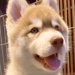 『ぬいぐるみのような赤ちゃん犬を飼った』と思っていたら→数年後…想像の数倍『カッコよすぎる現在』が13万再生「イケメン」「男前で惚れた」