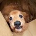 ダンボールに入っていた『ボロボロの犬』を保護→飼われていたとは思えない状態で…涙が止まらない光景が103万再生「幸せに」「出会いに感謝」