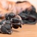 ペットがいる家の消臭剤は何がおすすめ？犬に安心安全なニオイ対策
