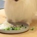 食事中、犬の顔が汚れてしまうので『シャワーキャップ』を頭にかぶせた結果→可愛すぎる光景に4万いいね「給食当番みたいで草」「パーマおば」