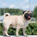 【獣医師監修】パグってどんな犬種？特徴と性格や飼い方・価格相場まで解説