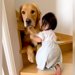 赤ちゃんが階段にいるのを発見した大型犬…まさかの『守ろうとする姿』が頼もしすぎると156万再生「最高の兄ちゃん」「なんて優しいの」と感動