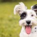 犬のおむつとおむつカバーの作り方！用意するものと注意点