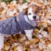 犬と一緒に冬キャンプするときにあると便利なものと注意点