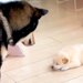 自分の子供と初めて会った父犬→『近くに行って確認した』と思ったら…想像と違った『辛辣な反応』が208万再生「おもろい」「なんでやねんｗ」