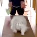 帰省でおばあちゃんと再会を果たした犬→姿をみた瞬間に…まるで本当の孫娘のような『尊い光景』が話題「可愛さが染み渡る…」「感動」と8万再生