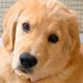 大型犬パピーに『1時間のお留守番をしてもらった』結果→帰宅後、体を見てみると…まさかの模様に4万いいね「お利口なの伝わる」「人間みたい」