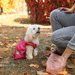 犬のウンチは流す？捨てる？正しい処理方法とは