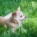 パピヨンとチワワのミックスのパピチワってどんな犬？