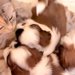 猫が『3匹の赤ちゃん犬』を育てた結果→まるで本当の母親のようで…家族愛を感じる『成長記録』が17万再生「尊すぎる」「なんて優しい世界」