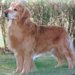 飼いやすい大型犬について