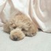 犬と一緒に寝るって本当にいけないこと？危険性と注意すること
