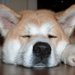 優しくて物事に動じない！秋田犬はしっかり者なんです