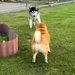 ハスキーが『老犬に突進した』結果→『ぶつかってしまう』と思いきや…シニアとは思えない光景が473万再生「闘牛士で草」「達人の技ｗｗ」
