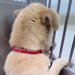 行き先がなかった『野犬の男の子』を保護→不安で壁を登って逃げようと…涙が出る『1ヶ月半後の表情』が23万再生「変化に泣けた」「素敵すぎ」