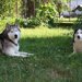 犬にスポーツドリンクを与えても大丈夫！ただし与え方に注意が必要