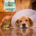 犬の避妊手術後の対応や注意点について